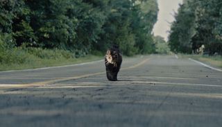 El gato ya ha experimentado lo que ocurre en el cementerio de animales