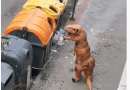 Dinosaurio tirando la basura
