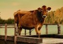 First Cow