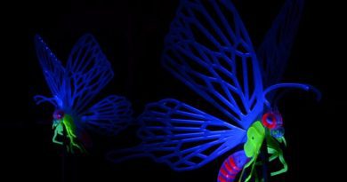 Naturaleza Encendida "Insectos"